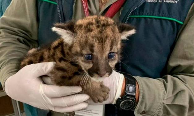 Rescatan a tres crías de puma en Tlanchinol