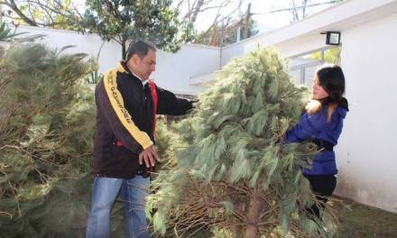 Convertirán árboles navideños en composta y cercos