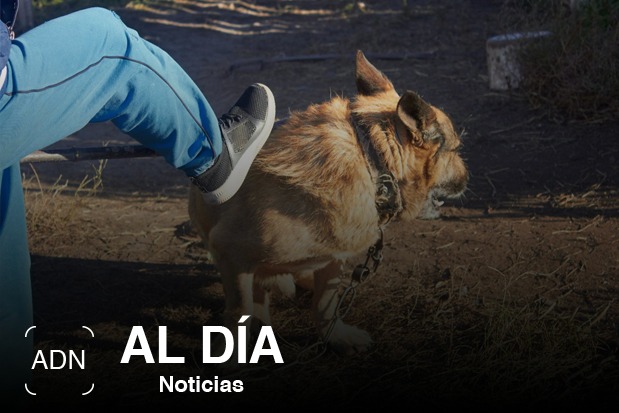 Decretan sanciones para el maltrato animal en Hidalgo