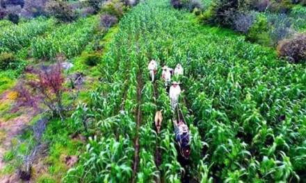 Productores plantearán al siguiente gobierno la creación de almacenaje de maíz