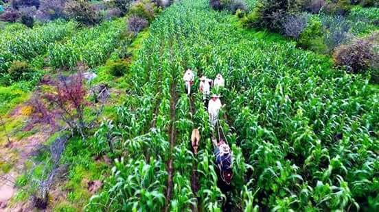 Productores plantearán al siguiente gobierno la creación de almacenaje de maíz