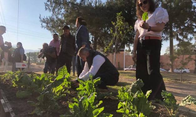 Cosechan en el huerto urbano más grande de México