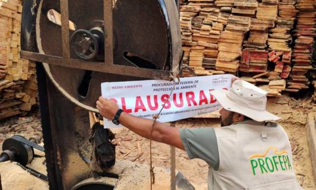 Clausuran 2 sitios que almacenaban madera ilegal