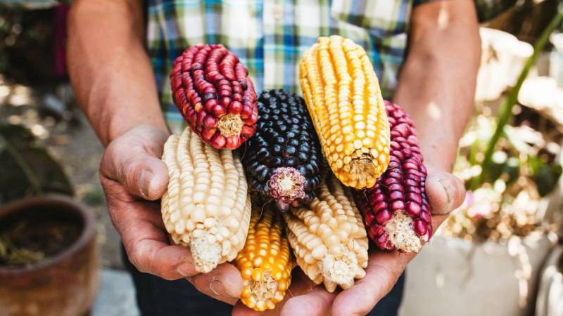 Con creación de ley se pretende proteger al maíz nativo de Hidalgo