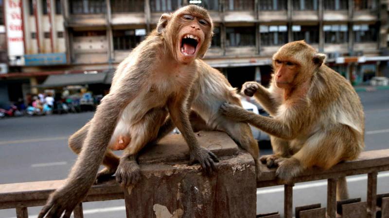 Ataque de monos pone en alerta a toda una ciudad en Japón