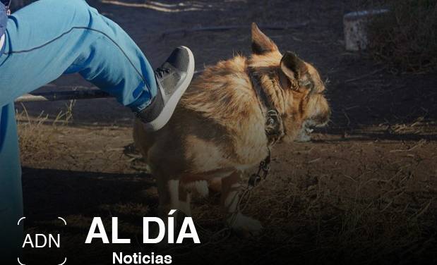 Reportan maltrato animal en Actopan