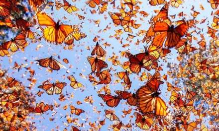 Declaran a la mariposa Monarca en peligro de extinción
