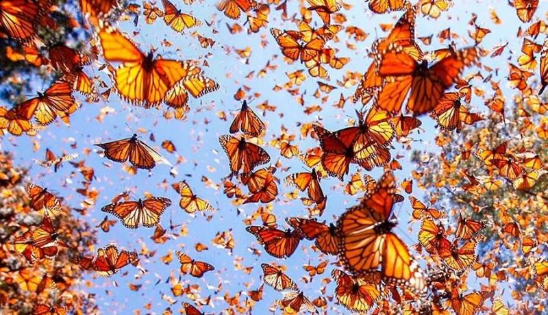 Declaran a la mariposa Monarca en peligro de extinción