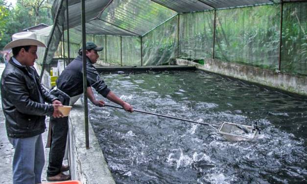 Hidalgo, segundo lugar nacional de producción acuícola y pesquera