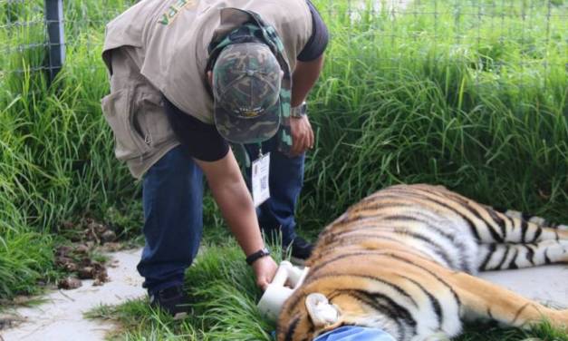 Reubica Profepa a más animales silvestres de Hidalgo