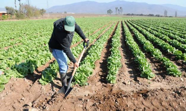 Necesario que productores participen en el Censo Agropecuario 2022