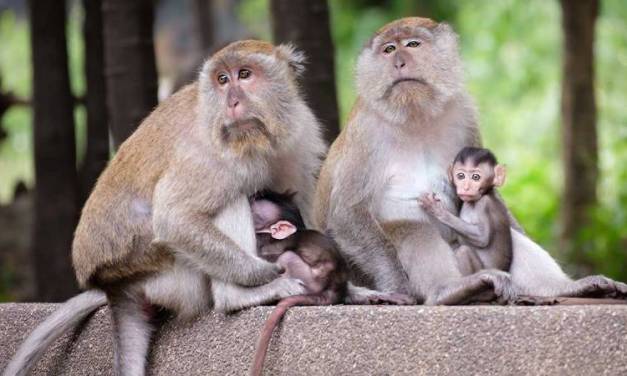 Viruela símica provoca ataques contra monos en Brasil, denuncia OMS