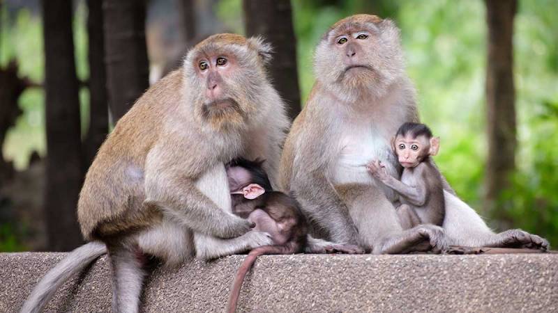 Viruela símica provoca ataques contra monos en Brasil, denuncia OMS