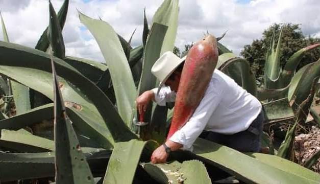 Alistan Festival de La Ruta del Pulque en Zempoala