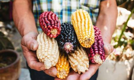 Aprueban ley de protección para maíz nativo de Hidalgo