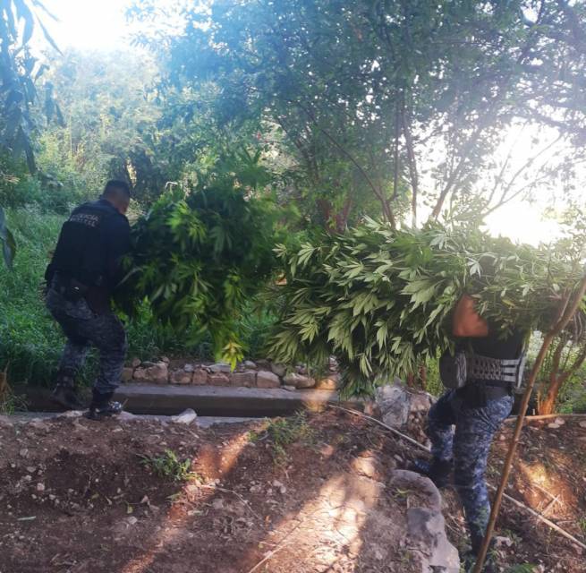 SSPH asegura plantío de marihuana en Ixmiquilpan