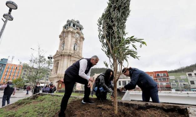 Gobierno de Pachuca ha plantado más de 3 mil árboles