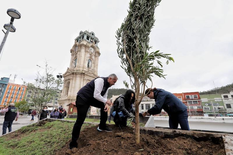 Gobierno de Pachuca ha plantado más de 3 mil árboles