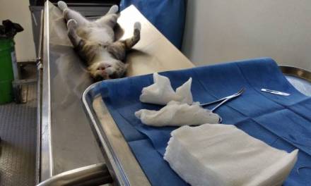 Habrá esterilización para mascotas en Tulancingo