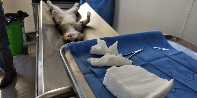 Habrá esterilización para mascotas en Tulancingo
