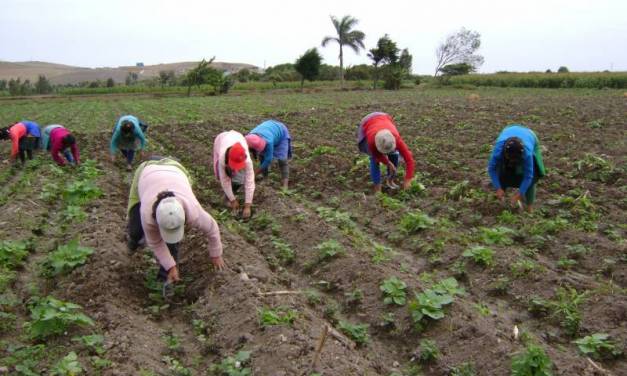Preparan presupuesto de 2023 para sector agropecuario