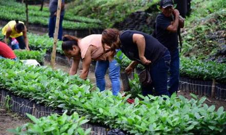 Entregan 67 mil plantas de café a productores de San Felipe Orizatlán