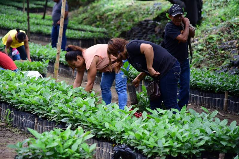 Entregan 67 mil plantas de café a productores de San Felipe Orizatlán