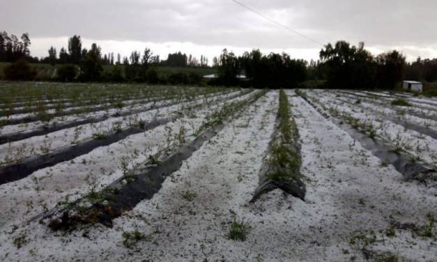 Sequía y heladas afectaron más de 97 mil hectáreas