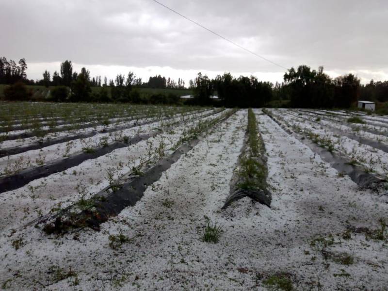 Sequía y heladas afectaron más de 97 mil hectáreas
