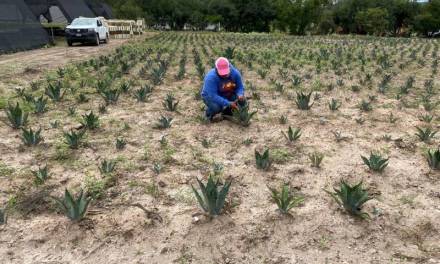 Alertan por decaída en producción de maguey en Hidalgo