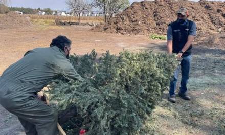 Impulsan campaña para reciclar árboles naturales navideños