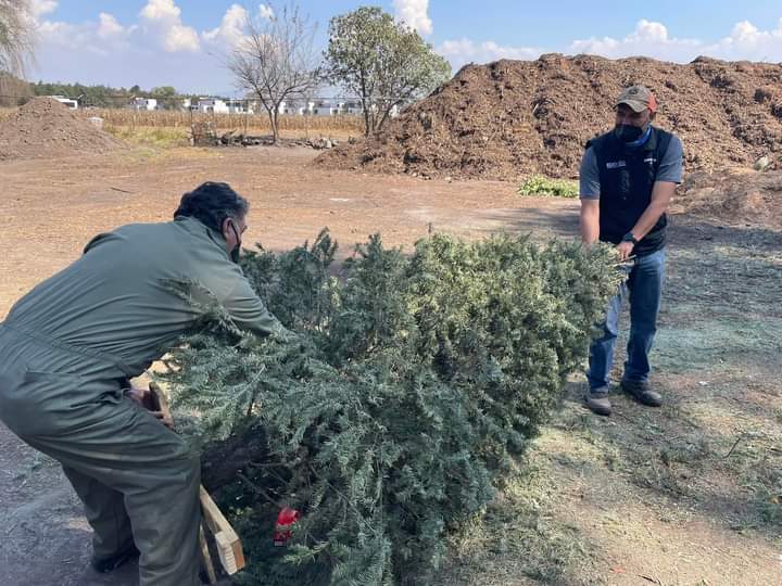 Impulsan campaña para reciclar árboles naturales navideños