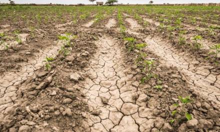Campesinos podrían ser indemnizados por sequías