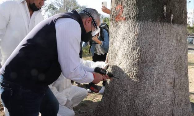 Inicia vacunación del arbolado urbano en Pachuca