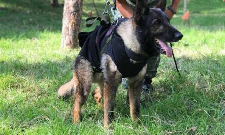 Muere Proteo, perro rescatista en Turquía