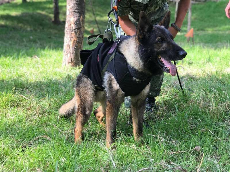 Muere Proteo, perro rescatista en Turquía