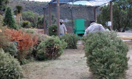 Recolectan 238 árboles navideños para compostaje