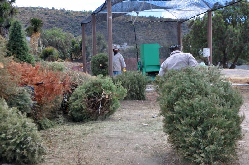 Recolectan 238 árboles navideños para compostaje