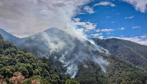 Piden mayor presupuesto para el desarrollo forestal