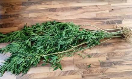 Policía de Pachuca asegura 25 plantas de marihuana en la Rovirosa