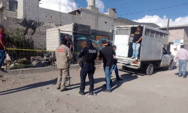 Rescatan a dos lomitos abandonados en Pachuca