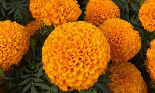 Hidalgo produce hasta 3 mil toneladas de flor de cempasúchil