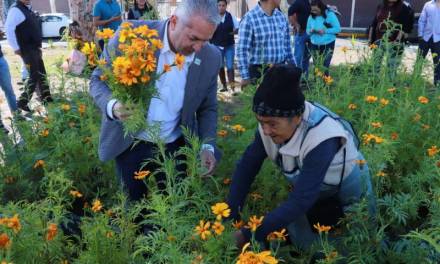 Recolectan 1,132 kilos de flor de cempasúchil del Huerto Urbano