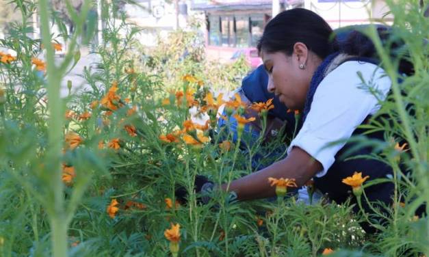 En Pachuca realizan colecta de flor de cempasúchil