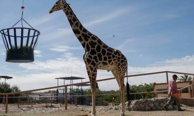 Jirafa Benito llega al zoológico Africam Zafari