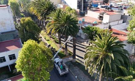 Van por rescate de palmeras en avenidas de Pachuca