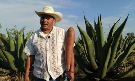 Hidalgo, principal productor de aguamiel pulquero en México