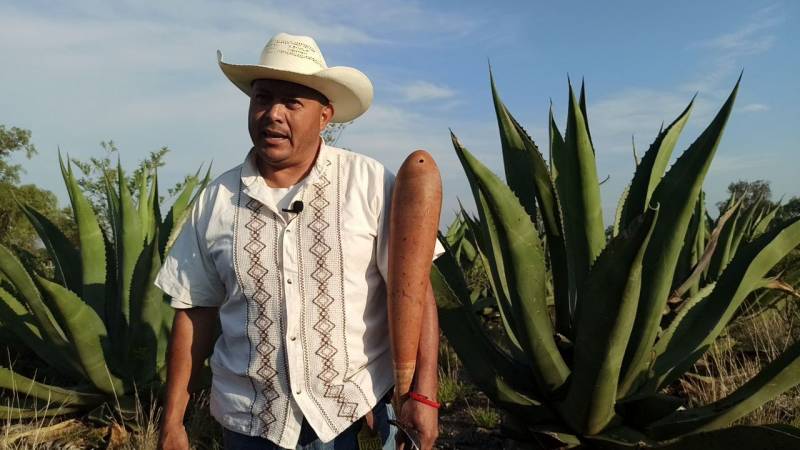 Hidalgo, principal productor de aguamiel pulquero en México