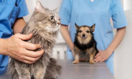 Diputados proponen crear clínicas veterinarias públicas