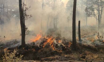 Reporta Protección Civil 28 incendios forestales durante 2024